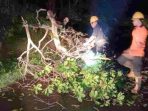 bpbd-evakuasi-pohon-tumbang-di-malam-hari-800-2020-03-03-145340_0